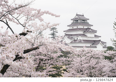 鶴ヶ城と満開の桜 福島県会津若松市 鶴ヶ城と満開の桜 福島県会津若松市 129847824