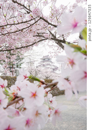 鶴ヶ城と満開の桜 福島県会津若松市 129847835