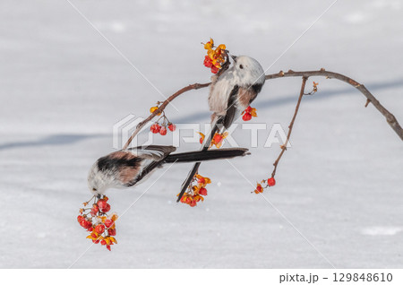 雪の妖精　シマエナガ 129848610