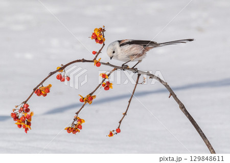 雪の妖精 シマエナガ 雪の妖精 シマエナガ 129848611