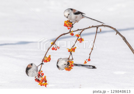 雪の妖精　シマエナガ 129848613