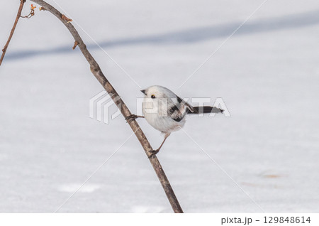 雪の妖精　シマエナガ 129848614