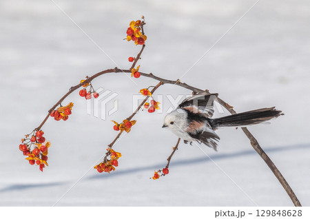 雪の妖精　シマエナガ 129848628