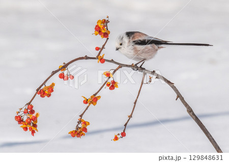 雪の妖精　シマエナガ 129848631