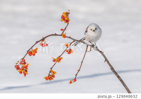 雪の妖精　シマエナガ 129848632