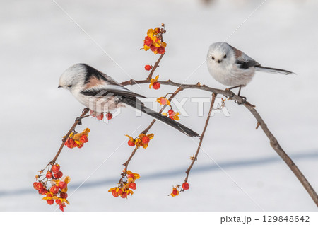 雪の妖精　シマエナガ 129848642
