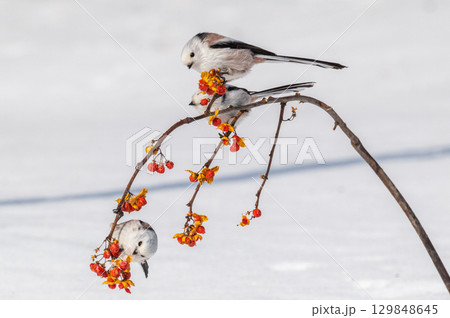 雪の妖精 シマエナガ 雪の妖精 シマエナガ 129848645