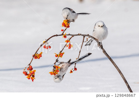雪の妖精　シマエナガ 129848667