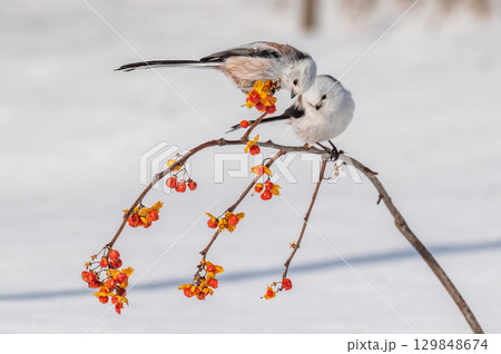雪の妖精　シマエナガ 129848674