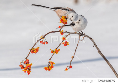 雪の妖精　シマエナガ 129848675