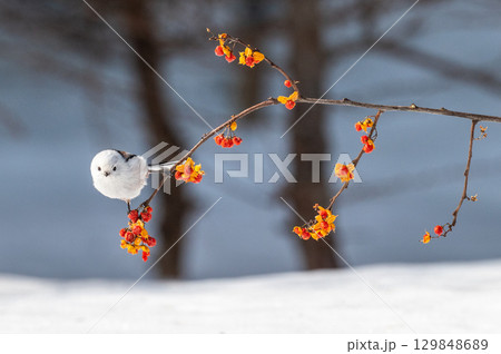 雪の妖精 シマエナガ 雪の妖精 シマエナガ 129848689