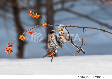 雪の妖精　シマエナガ 129848695