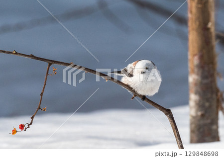 雪の妖精　シマエナガ 129848698