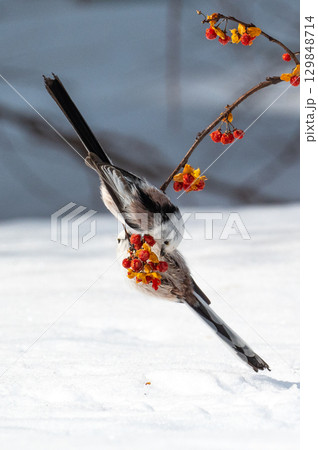 雪の妖精 シマエナガ 雪の妖精 シマエナガ 129848714