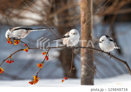 雪の妖精　シマエナガ 129848716