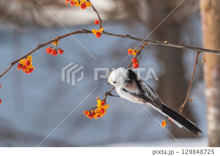雪の妖精　シマエナガ 129848725