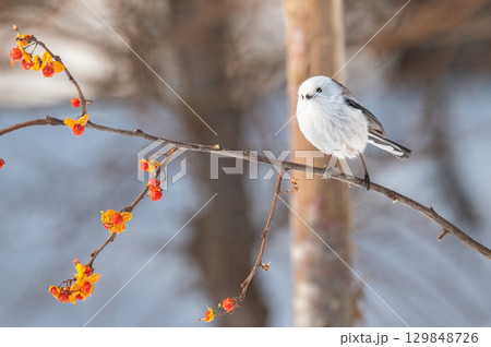 雪の妖精　シマエナガ 129848726