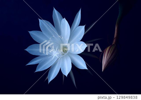 夜に咲く月下美人の神秘的な花　幻想的な白い花のクローズアップ写真 129849838