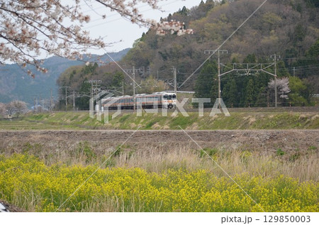 満開の桜の中を走るJR東海313系電車 129850003