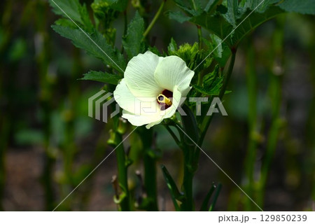 オクラ栽培・食物繊維やビタミンなどが豊富な緑黄色野菜 129850239