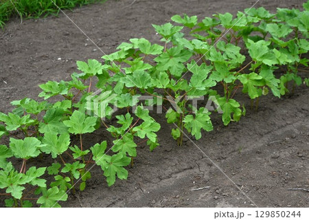 オクラ栽培・食物繊維やビタミンなどが豊富な緑黄色野菜 オクラ栽培・食物繊維やビタミンなどが豊富な緑黄色野菜 129850244
