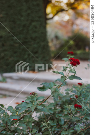 A stone antique steps behind a shrub with red flowering flower buds. A rose garden in summer day. Romantic retro floral background with pale green color leaves. Dreamlike pathway, walkway in rosarium 129850494