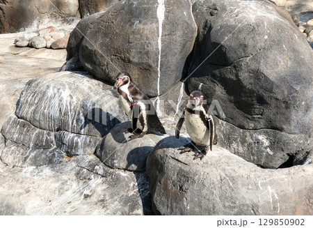 Two Humboldt penguins standing on a large rock in their enclosure, likely at a zoo or nature park Two Humboldt penguins standing on a large rock in their enclosure, likely at a zoo or nature park 129850902
