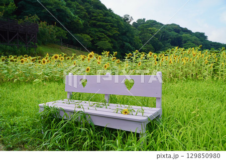 小さいひまわりが一面に咲く、日本の神奈川県横須賀市のくりはま花の国 129850980
