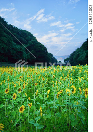 小さいひまわりが一面に咲く、日本の神奈川県横須賀市のくりはま花の国 129851002