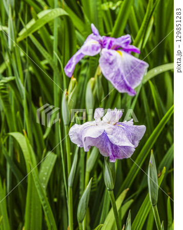 花菖蒲園 129851283