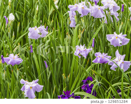 花菖蒲園 129851284