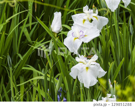 花菖蒲園 129851288