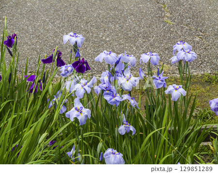 花菖蒲園 花菖蒲園 129851289