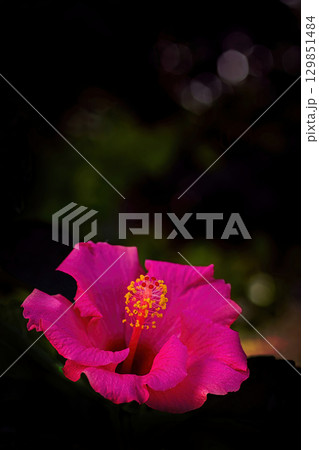黒バックに映える赤いブッソウゲの花 黒バックに映える赤いブッソウゲの花 129851484