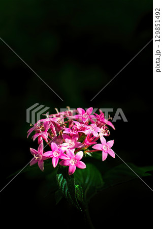 ピンクのペンタスの花 129851492