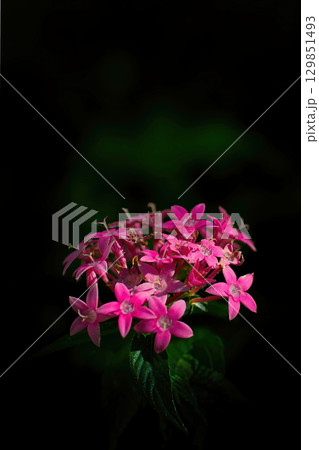 赤いペンタスの花 129851493