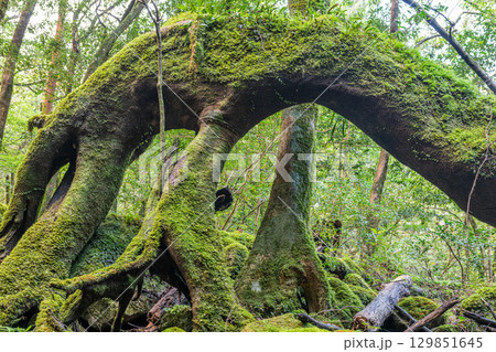 屋久島国立公園　苔が日本一きれいな森(秋 129851645