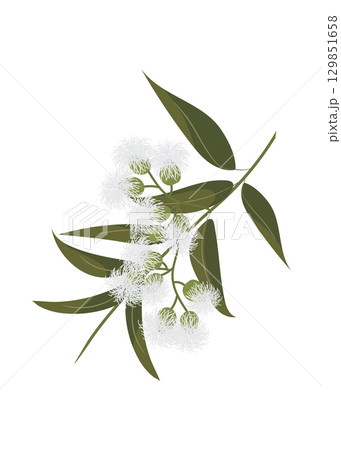 Eucalyptus leaves and flowers - stock illustration 129851658