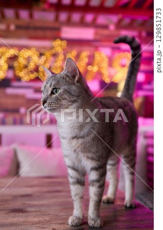 A Cute Cat lounging comfortably in a Bright and inviting Living Room filled with light A Cute Cat lounging comfortably in a Bright and inviting Living Room filled with light 129851733