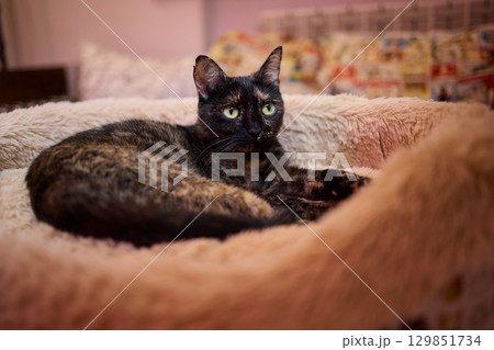 The calm cat is nestled in its cozy bed, enjoying restfulness and showing its beauty The calm cat is nestled in its cozy bed, enjoying restfulness and showing its beauty 129851734