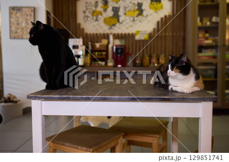 A Cute Cat lounging comfortably in a Bright and inviting Living Room filled with light A Cute Cat lounging comfortably in a Bright and inviting Living Room filled with light 129851741