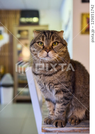 A Cute Cat lounging comfortably in a Bright and inviting Living Room filled with light 129851742
