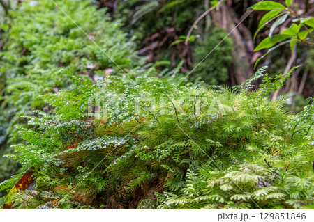 屋久島国立公園 苔が日本一きれいな森(秋 屋久島国立公園 苔が日本一きれいな森(秋 129851846