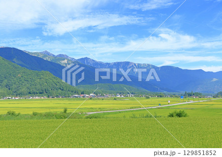 白馬の夏 山麓から望む北アルプス 白馬の夏 山麓から望む北アルプス 129851852