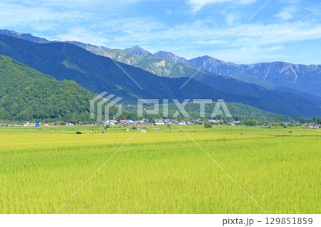 白馬の夏　山麓から望む北アルプス 129851859