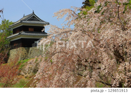 春の西櫓(上田城跡・上田市) 春の西櫓(上田城跡・上田市) 129851913