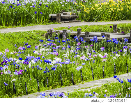 花菖蒲園(岡崎市東公園) 花菖蒲園(岡崎市東公園) 129851954