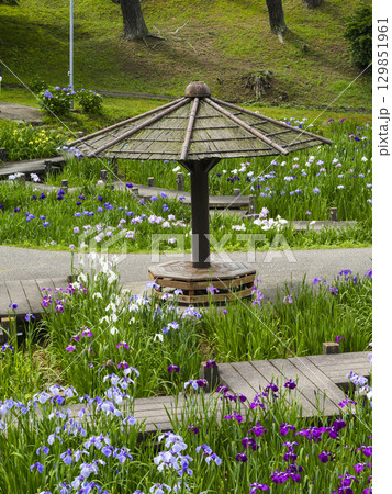 花菖蒲園(岡崎市東公園) 花菖蒲園(岡崎市東公園) 129851961