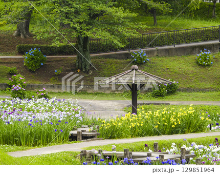 花菖蒲園(岡崎市東公園) 花菖蒲園(岡崎市東公園) 129851964