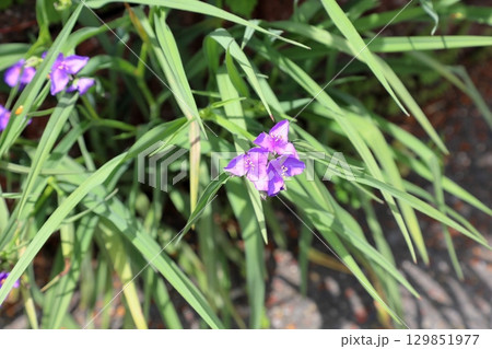 ムラサキツユクサの花 129851977